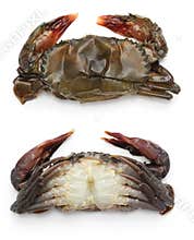 Raw soft shell crab