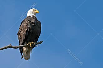 American Bald Eagle
