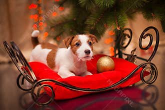 Dog Jack Russell Terrier. Puppy. Christmas,