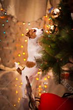 Dog Jack Russell Terrier. Puppy. Christmas,