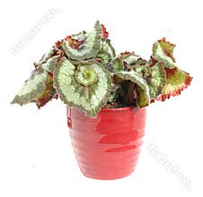 Begonia