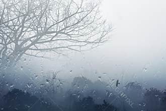 Foggy rainy fall day