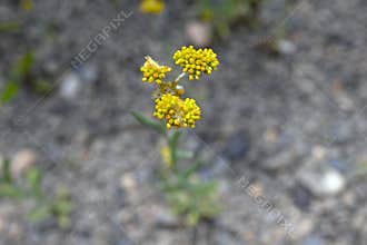 Jersey cudweed (Gnaphalium affine) flowers. Asteraceae biennial.