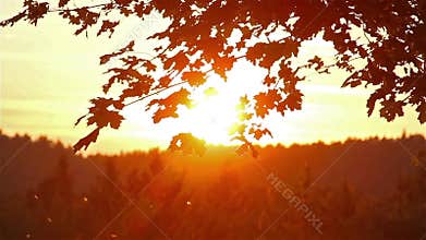 Maple leaves at sunset