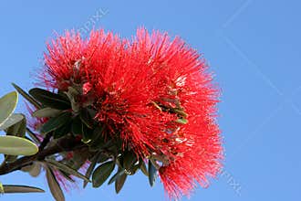 Pohutukawa Flower