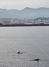 Two seagulls perched on the rocks of the sea