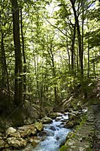 Magic relaxing forest