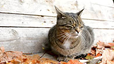 Frightened cat in autumn leaves