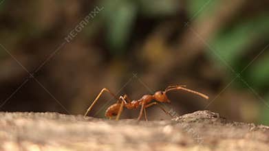 Macro Close Up of Asian Weaver Ant