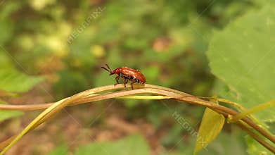 Macro Orange Leaf Beetle on Grass Stem