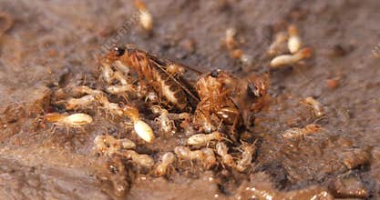 Macro close up of winged termites
