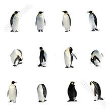 Penguins collection