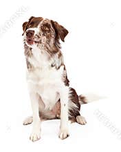 Alert And Curious Border Collie Dog Sitting - Extracted