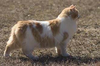 Manx Cat Breed