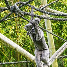 Family of Silvery gibbon, Hylobates moloch in a German park
