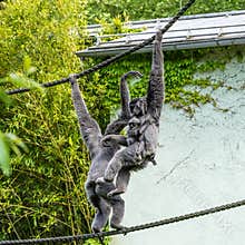 Family of Silvery gibbon, Hylobates moloch in a German park