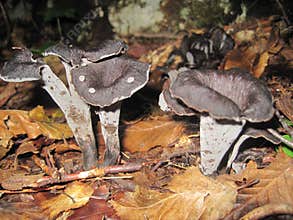 Horn Plenty mushrooms