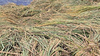 Harvested Rice Sheaves Arranged In Pile Row Bangladesh