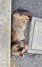 Closeup of a brown cat
