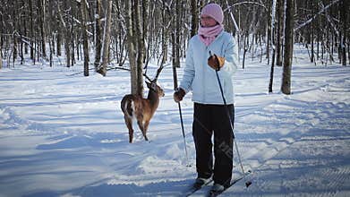 Woman Cross-Country Skiing With Deer
