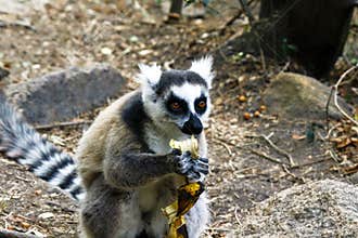 Ring-tailed lemur (lemur catta), madagascar