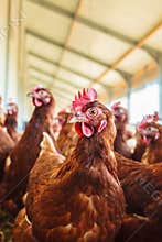Curious brown hen on an organic chicken farm