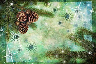 spruce branches with cones