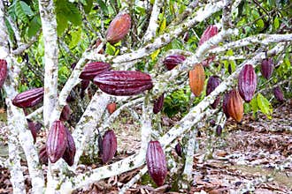 Cocoa Tree
