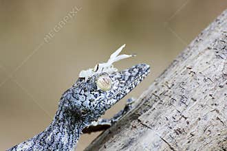 Mossy leaf-tailed gecko (Uroplatus sikorae) camouflaged