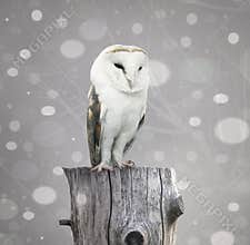 Barn Owl with snow