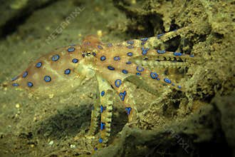 Blue Ring Octopus