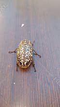 Top View of Yellow Spotted Polyphylla albolineata June Beetle on Wood