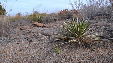 Mojave yucca (Yucca schidigera), a species native to the deserts of the southwestern United States, photographed in Oklahoma, USA