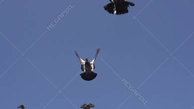 Flock of Pigeons in the Sky