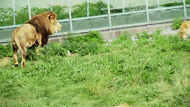 Lion little conflict and FIGHT !!!