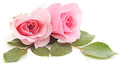 Pink Roses