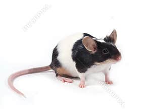 Little mouse