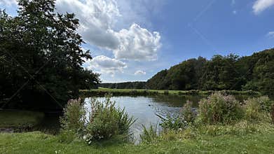 Peaceful rural pond with calm water, grassy shore, wildflowers, dense green trees