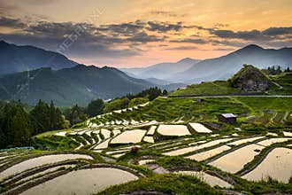 Rice Paddies in Japan