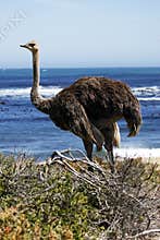 Southern ostrich struthio camelus