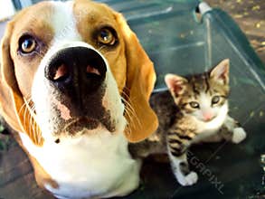 Beagle and kitten