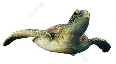 Sea turtle isolated