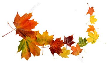 Autumn leaves during blizzard isolated on white