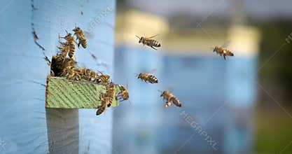 Honey bees flying at blue wooden beehive entrance