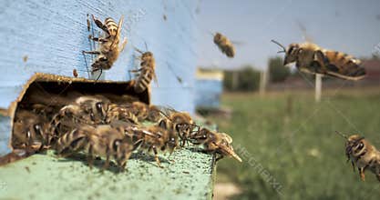 Honey bees flying at blue wooden beehive entrance