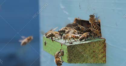 Honey bees fly near a beehive. Bees are best known to humans for their ecological roles as pollinators. Honey bees flying into