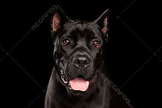 Portrait Cane Corso Dog on Black