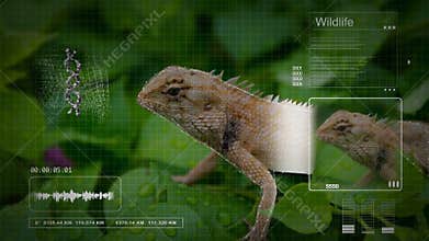 Animation tree lizard with computer analysis interface technology in biology education