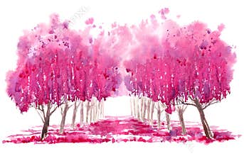 Blossom cherry tree alley.