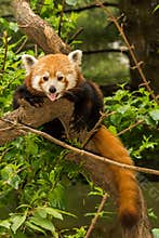Red Panda